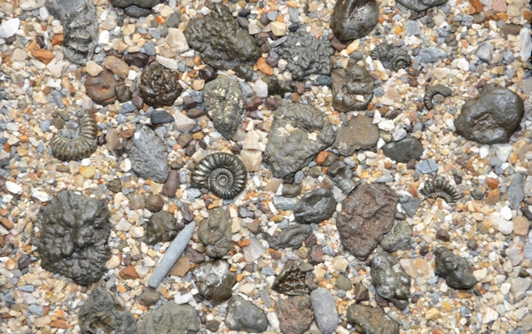 Fossil Collecting